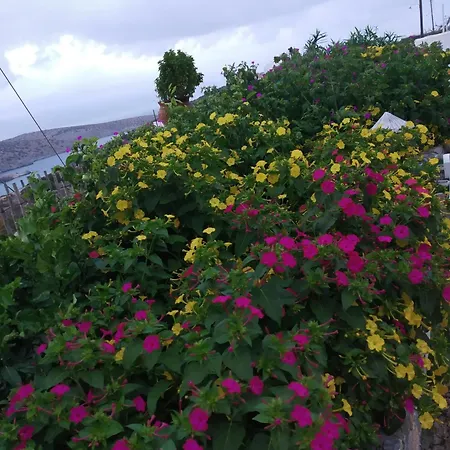 Alexandra's * イラクリア