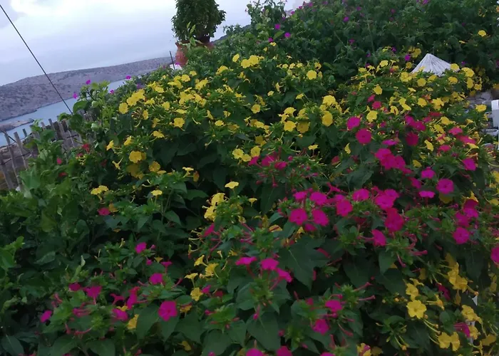 Alexandra's * إيراكليا